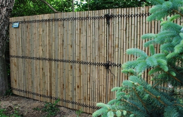 Picture of Bamboo Privacy Photo Gallery