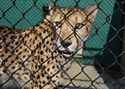Picture for category Pet & Exotic Animal Enclosures