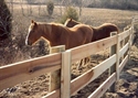 Picture for category Farm & Horse Fence Photo Galleries