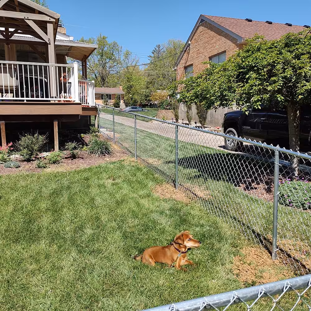 A dog in a backyard that has a chain link fence