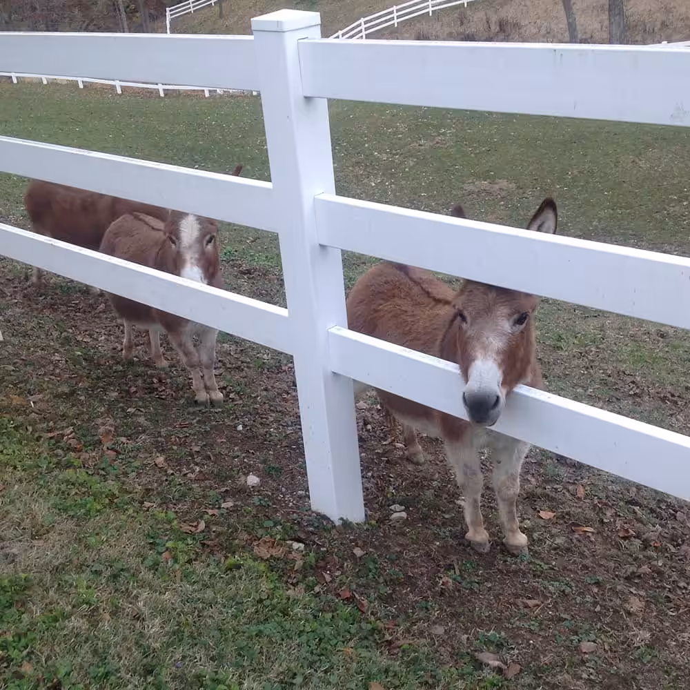 animal looking through fence