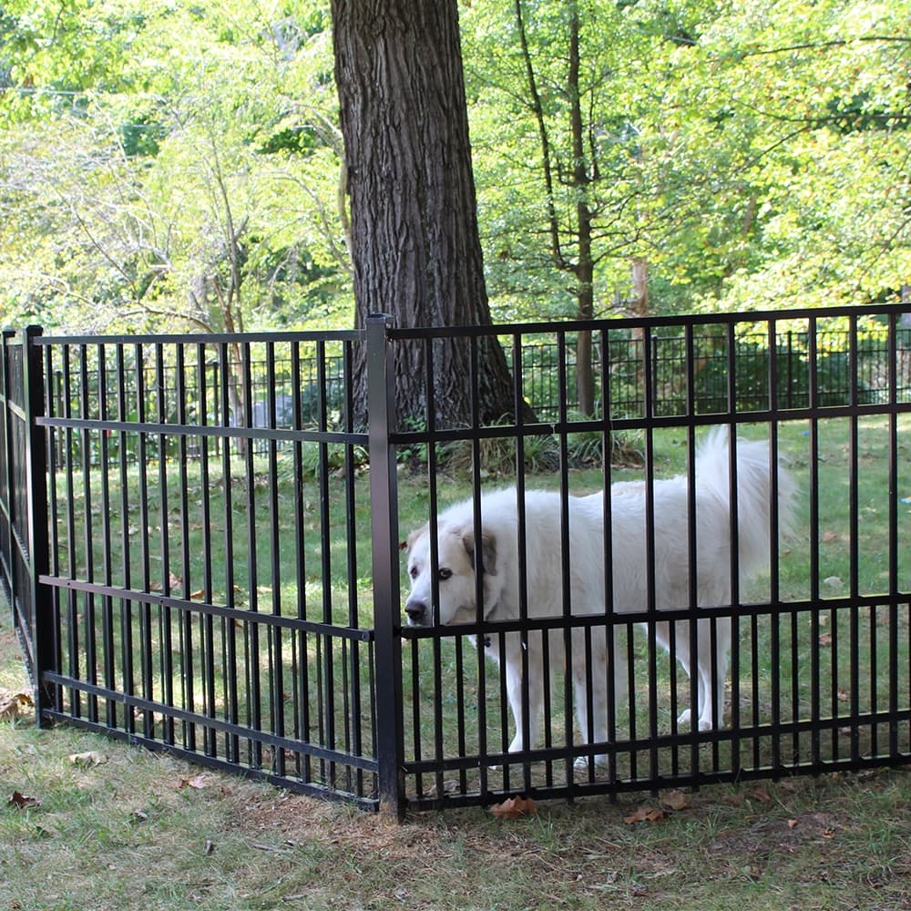 A dog in a backyard with a black metal fence