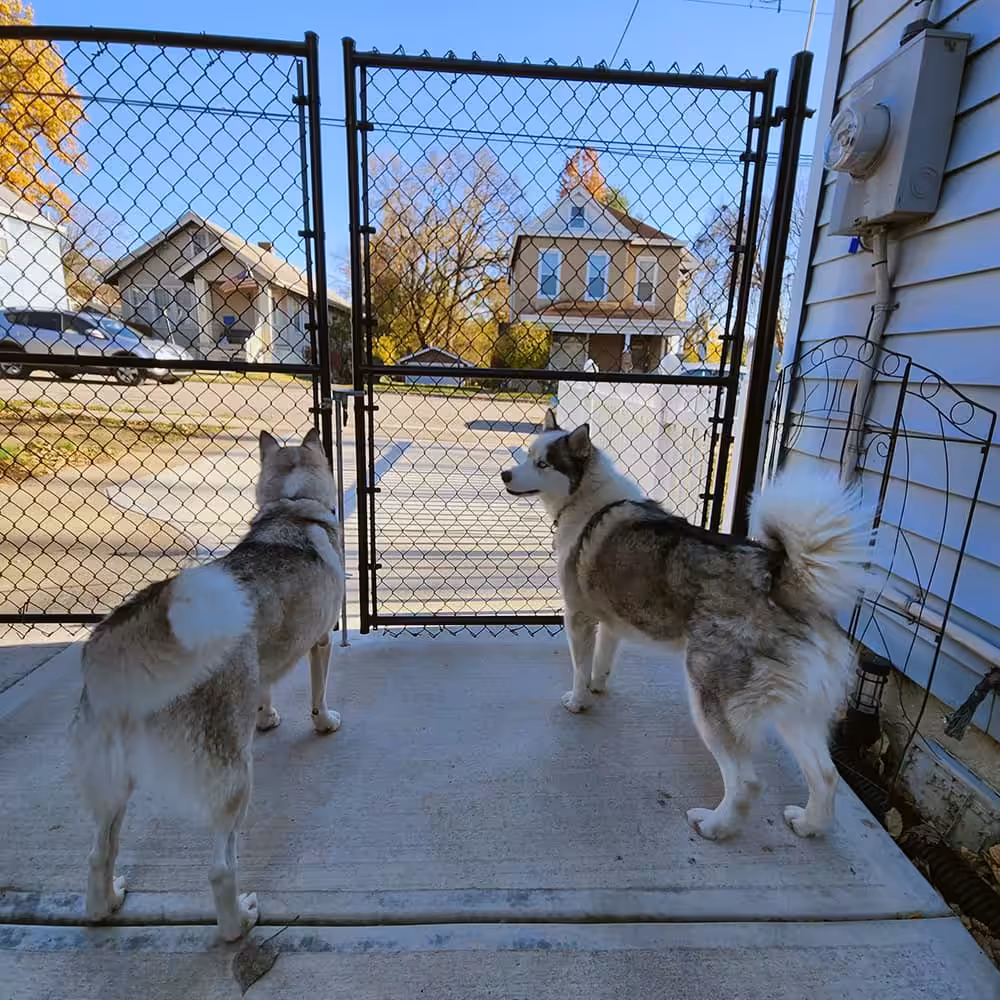 A chain link gate with two dogs