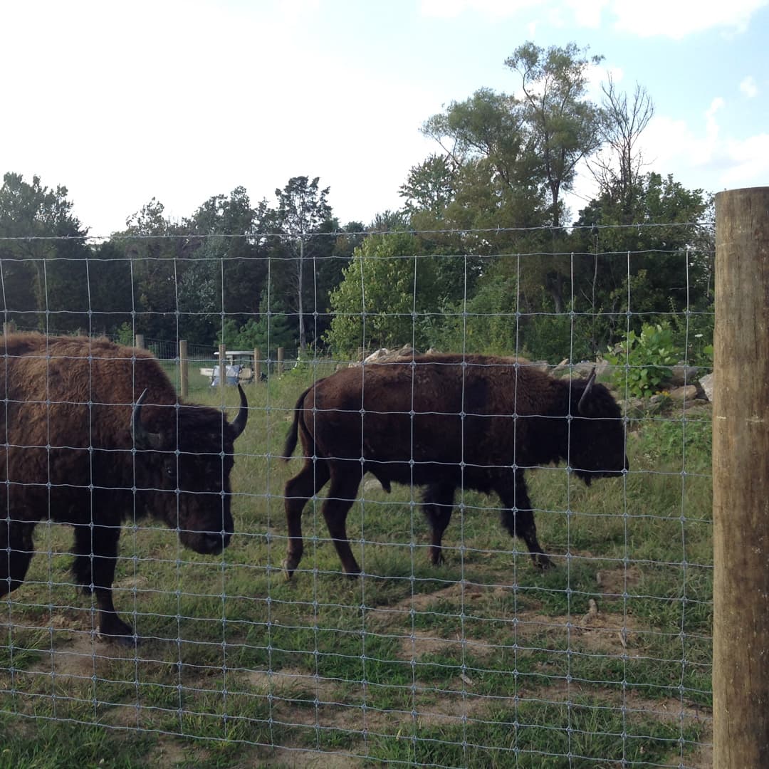 Two buffalo behind an Eads Fence Co. farm fence in a field